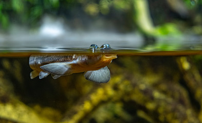 Anablep four-eyed fish swimming at eye level