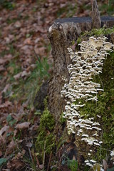 white mushrooms on mossy tree trunk