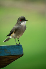 bird
