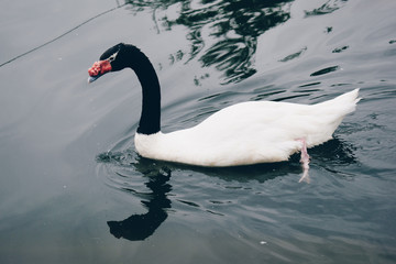 cisne