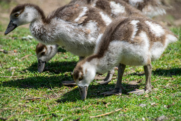 Young Egyptian Geese (alopochen aegyptiaca)