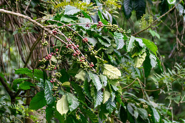 Coffee beans ripening on tree in Entebbe, Uganda