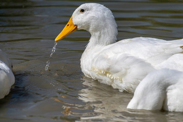 White pekin ducks (also known as aylesbury or long island ducks) in summer