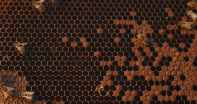 Close up shot of honey bees crawling around their beehive at sunset