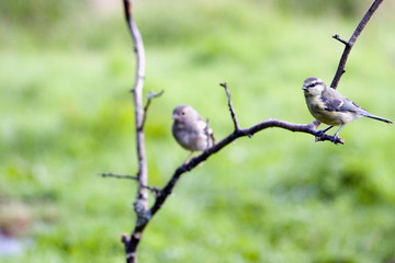 A pair of Blue Tits (Cyanistes caeruleus) on a bare branch