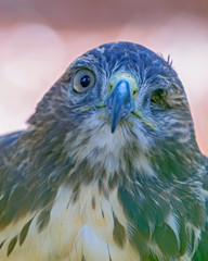 red shouldered hawk missing eye