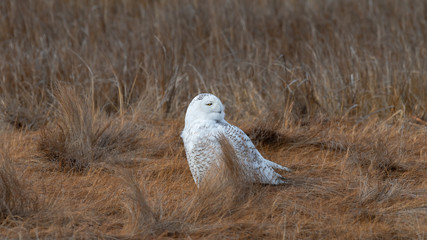 A Snowy Owl perched in beachgrass.