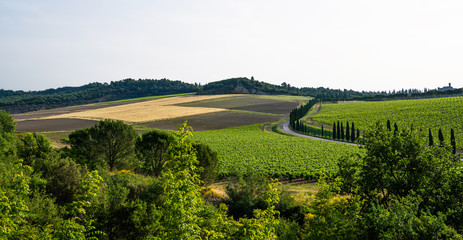 Fototapeta na wymiar Traditional countryside and landscapes of beautiful Tuscany. Fields and vineyards. Holiday, traveling concept. Agro tour of Europe. Beautiful world.