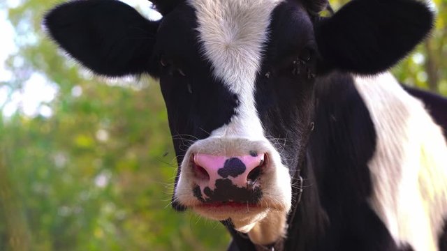 Close-up of a cow whisking flyes from its face. Portrait of a cow grazes on the lawn