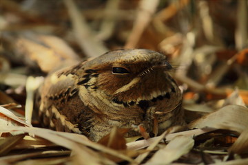 large tailed nightjar (caprimulgus macrurus) sitting on forest ground in sundarbans delta region of west bengal, india