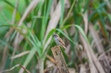 Flying Eurasian Tree Sparrow (Formal Name: Passer montanus)
