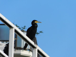 水管橋に留まるカワウ