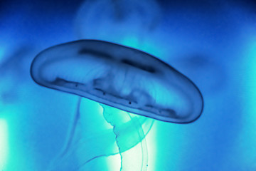 Jellyfish in the deep blue
