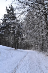 snowy path in winter