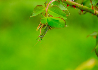 mante religieuse 060