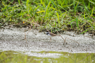 Little Ringed Plover in Mai Po Nature Reserve, Hong Kong (Formal Name: Charadrius dubius)