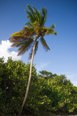 Fototapeta premium Palm Tree and Tropical Beach