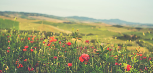 Hill covered by red flowers overlooking a green fields and cypresses on a sunny day, Tuscany, Italy. Countryside landscape with red poppy flowers.