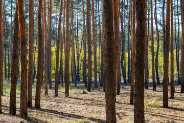Many tall straight pines in autumn forest in sunny day.