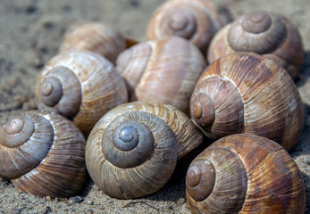 A group of empty snail houses on the sand.