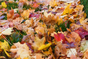  Autumn leaves of different colors: yellow, orange, red, brown, golden. Autumn leaves fallen from trees on the ground