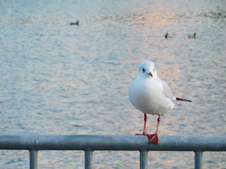 川岸の柵に留まるユリカモメ