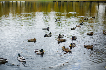 
standing ducks swims in the autumn pond