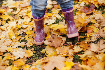 
A child walks in lilac rubber boots on yellow autumn leaves