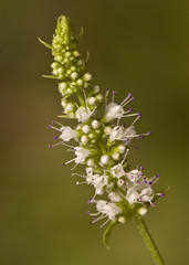 Mentha suaveolens round leaved mint aromatic plant that grows near streams and waterways with small white flowers in the shape of pineapples