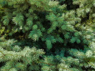 Beautiful green branches of spruce, creating a New Year's mood in natural light.