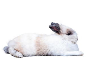 White and brown furry rabbit with black ears lying on the gray wooden floor and background, Beautiful and cute animals