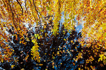 fallende Blätter in herbstlicher Landschaft