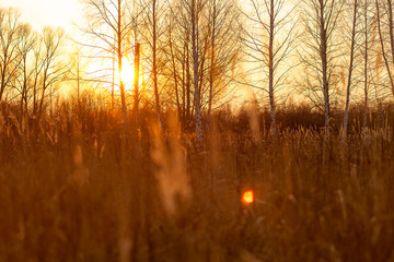 sunset on the edge of the forest autumn