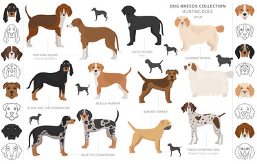 Hunting dogs collection isolated on white clipart. Flat style. Different color, portraits and silhouettes