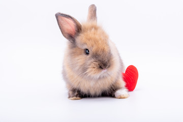 The newborn rabbit is furry, ears set, sparkling eyes, cute and has a red heart in the back, On white background to animals and valentine's day concept.