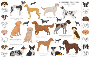 Hunting dogs collection isolated on white clipart. Flat style. Different color, portraits and silhouettes - obrazy, fototapety, plakaty