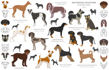 Hunting dogs collection isolated on white clipart. Flat style. Different color, portraits and silhouettes