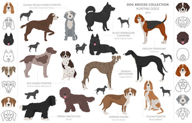 Hunting dogs collection isolated on white clipart. Flat style. Different color, portraits and silhouettes