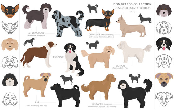 Designer dogs, crossbreed, hybrid mix pooches collection isolated on white. Flat style clipart dog set.