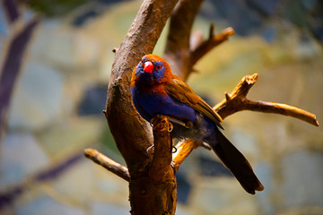 Pájaro azul y naranja, observando desde un árbol.
