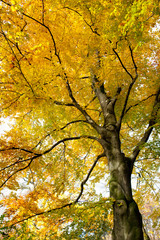 fallende Blätter in herbstlicher Landschaft