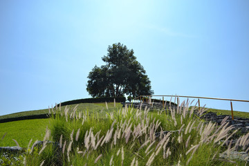 Tree on the top of hill with white grasses flowers on below 