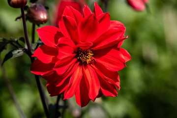 Portrait of red dahlia flower in the summer time garden