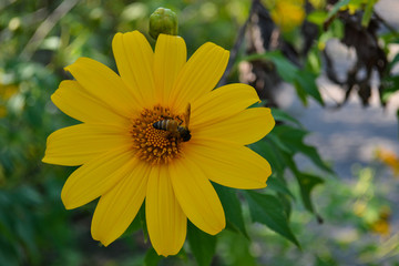 Tree Marigold or Maxican Sunflower with honey bee 