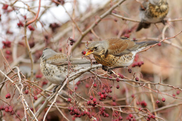 sparrow on a branch