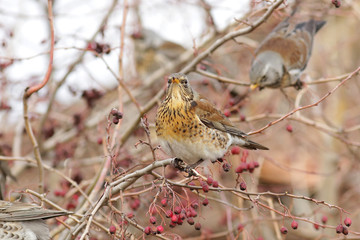 sparrow on a branch