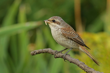 sparrow on a branch