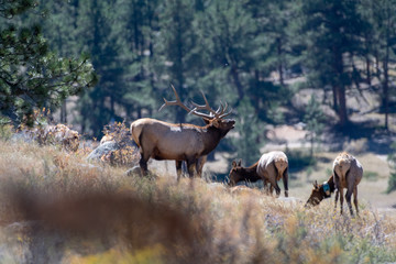 Elk in the mountain wilderness