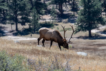 Naklejka na ściany i meble Elk in the mountain wilderness