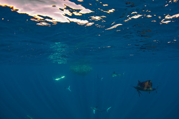 Fototapeta na wymiar Sailfish and marlins hunting and feeding on a baitball, Magdalena Bay, Baja California Sur, Mexico.